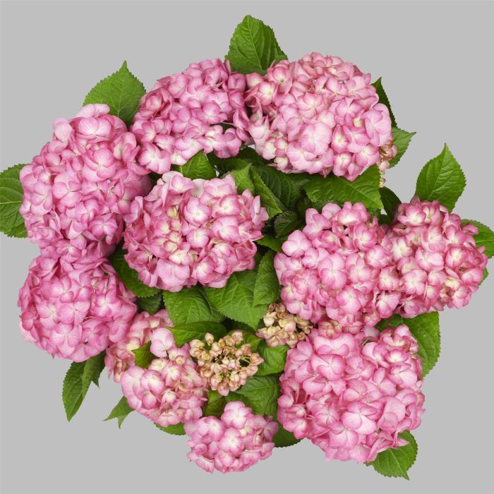 Zweifarbige\u0020Ball\u002DHortensie\u0020\u0028Hydrangea\u0020macrophylla\u0029\u0020Saxon\u00AE\u0020Gr\u00E4fin\u0020Cosel\u0028s\u0029