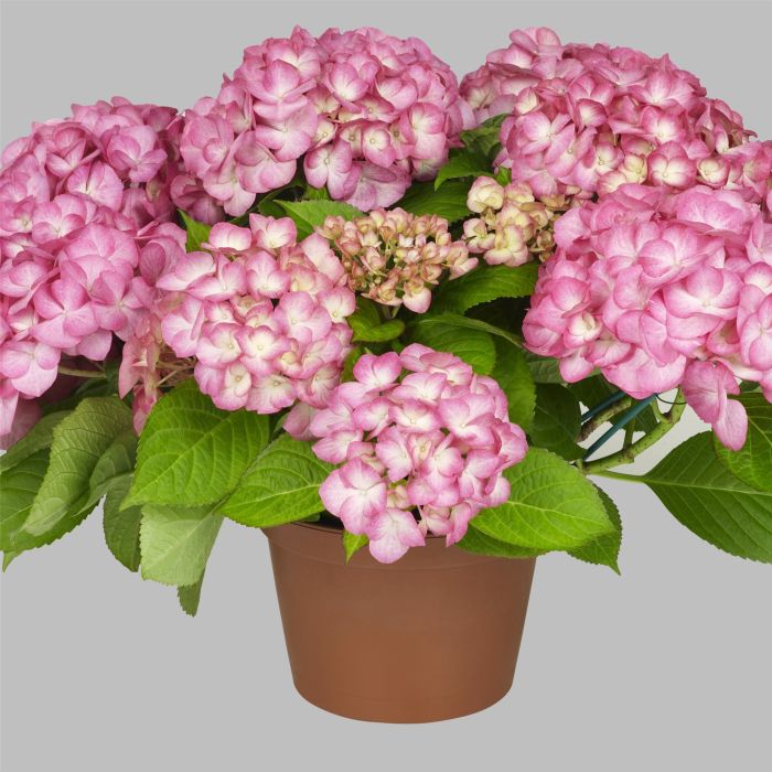 Zweifarbige\u0020Ball\u002DHortensie\u0020\u0028Hydrangea\u0020macrophylla\u0029\u0020Saxon\u00AE\u0020Gr\u00E4fin\u0020Cosel\u0028s\u0029