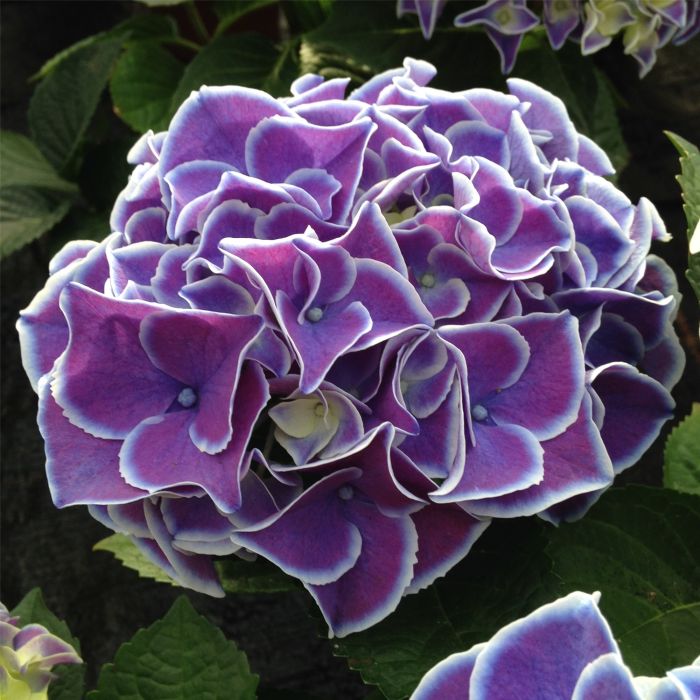 Zweifarbige\u0020Ball\u002DHortensie\u0020\u0028Hydrangea\u0020macrophylla\u0029\u0020Tivoli\u0020Blue\u00AE