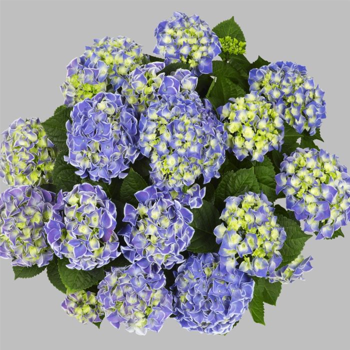 Zweifarbige\u0020Ball\u002DHortensie\u0020\u0028Hydrangea\u0020macrophylla\u0029\u0020Tivoli\u0020Blue\u00AE