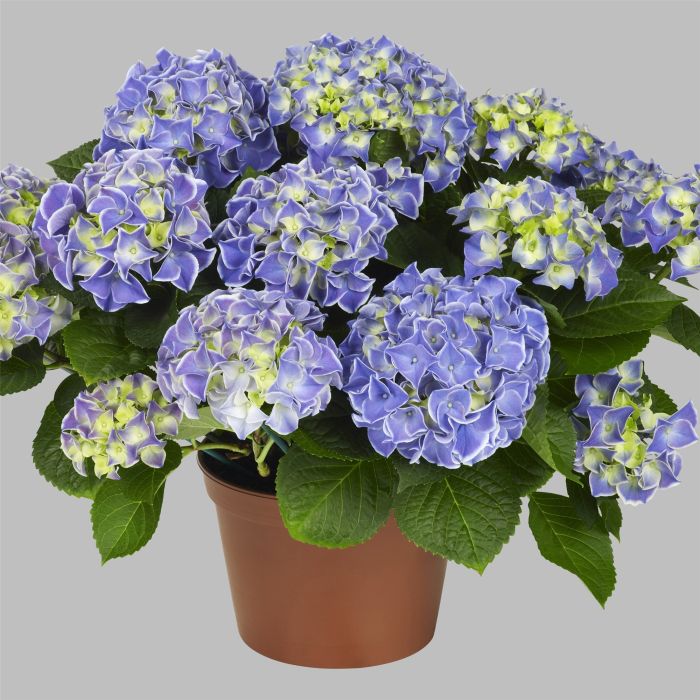 Zweifarbige\u0020Ball\u002DHortensie\u0020\u0028Hydrangea\u0020macrophylla\u0029\u0020Tivoli\u0020Blue\u00AE