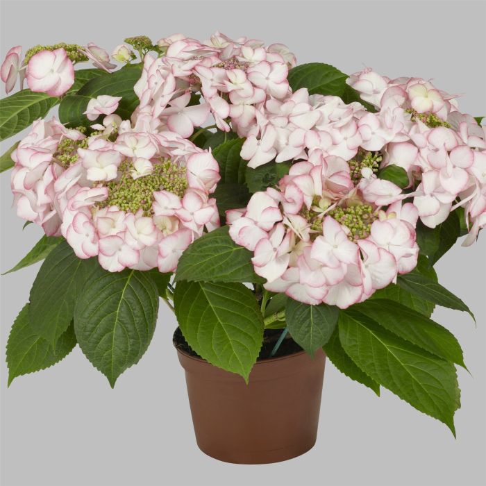 Zweifarbige\u0020Teller\u002DHortensie\u0020\u0028Hydrangea\u0020macrophylla\u0029\u0020Charme\u0028s\u0029