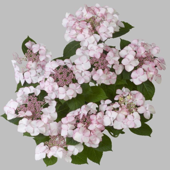 Zweifarbige\u0020Teller\u002DHortensie\u0020\u0028Hydrangea\u0020macrophylla\u0029\u0020Charme\u0028s\u0029