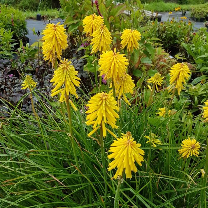 Fackellilie\u0020\u0028Kniphofia\u0029\u0020Banana\u0020POPSICLE