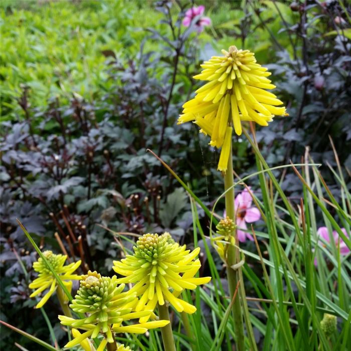 Fackellilie\u0020\u0028Kniphofia\u0029\u0020Banana\u0020POPSICLE