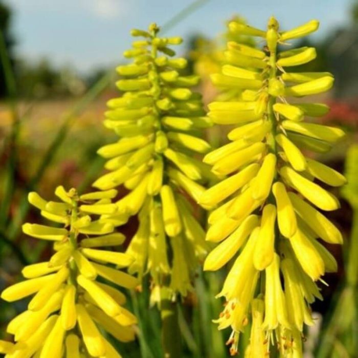 Fackellilie\u0020\u0028Kniphofia\u00A0\u0029\u0020Lemon\u0020Popsicle