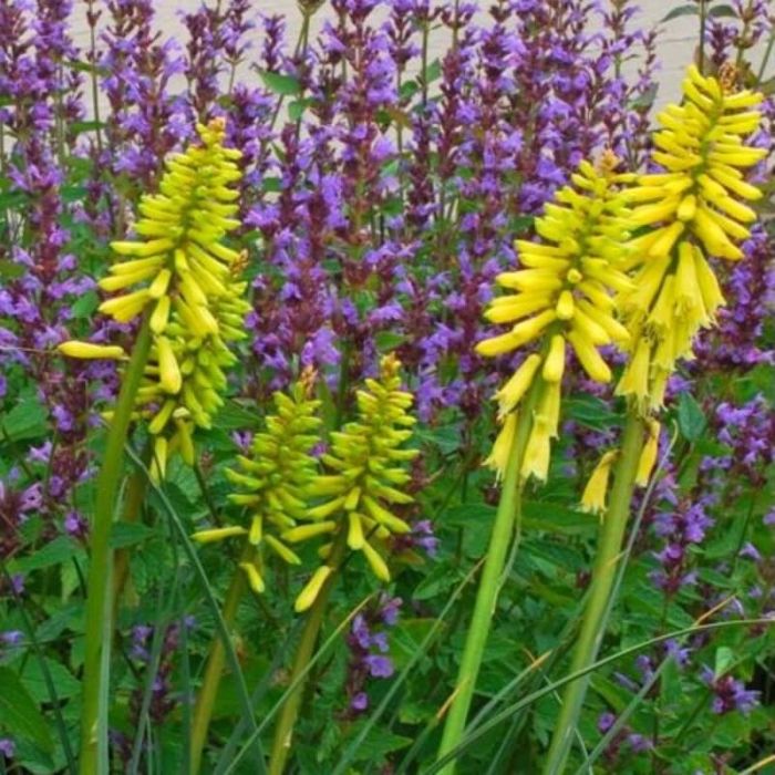 Fackellilie\u0020\u0028Kniphofia\u00A0\u0029\u0020Lemon\u0020Popsicle