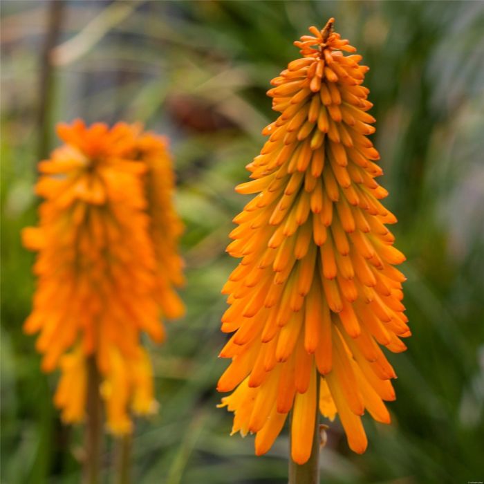 Fackellilie\u0020\u0028Kniphofia\u0029\u0020Mango\u0020POPSICLE