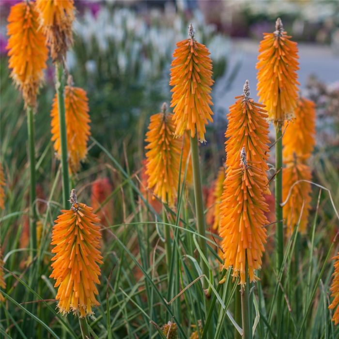 Fackellilie\u0020\u0028Kniphofia\u0029\u0020Mango\u0020POPSICLE