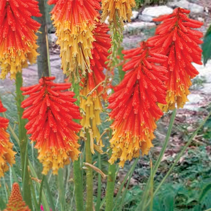 Fackellilie\u0020\u0028Kniphofia\u0029\u0020Papaya\u0020POPSICLE