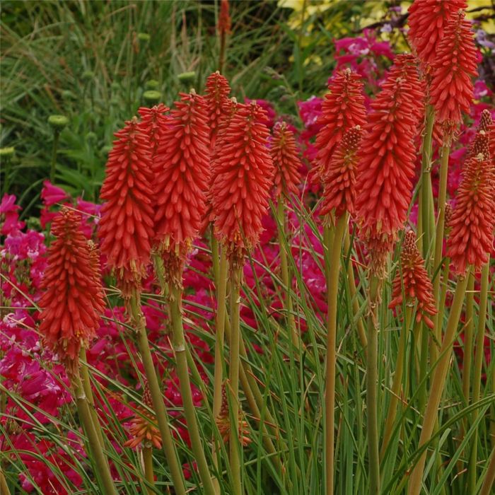 Fackellilie\u0020\u0028Kniphofia\u0029\u0020Redhot\u0020POPSICLE