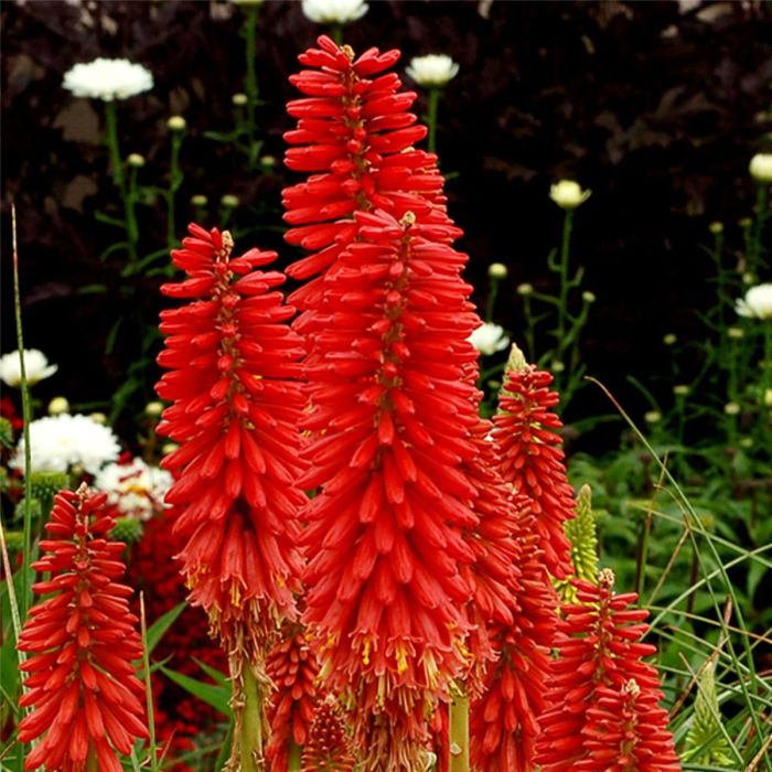 Fackellilie\u0020\u0028Kniphofia\u0029\u0020POCO\u0020Sunset