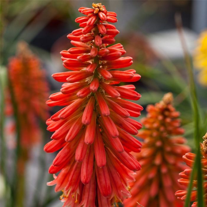 Fackellilie\u0020\u0028Kniphofia\u0029\u0020POCO\u0020Sunset