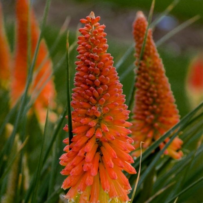 Fackellilie\u0020\u0028Kniphofia\u0029\u0020PYROMANIA\u0020Backdraft