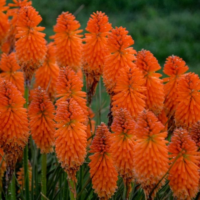 Fackellilie\u0020\u0028Kniphofia\u0029\u0020PYROMANIA\u0020Orange\u0020Blaze