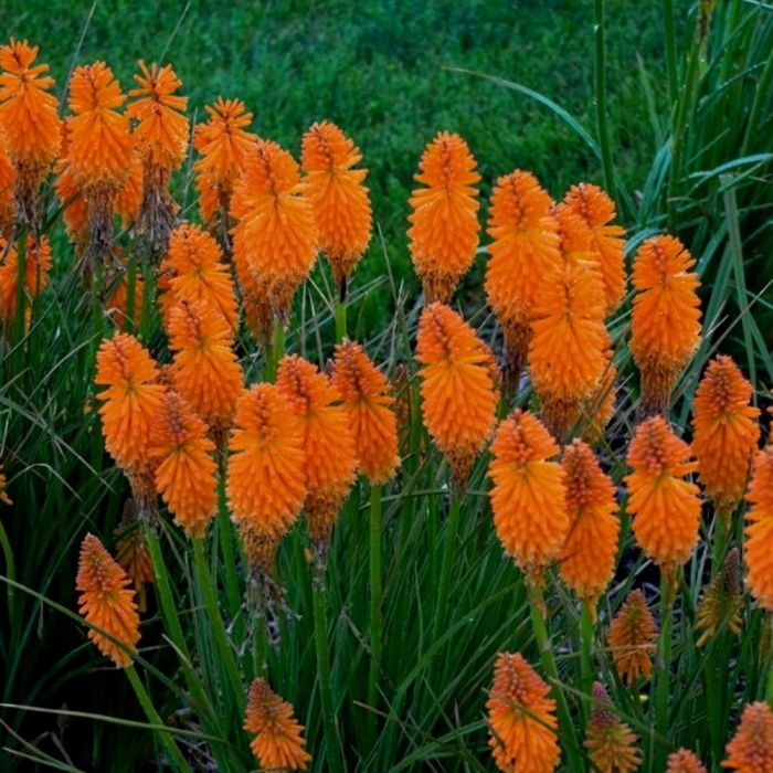 Fackellilie\u0020\u0028Kniphofia\u0029\u0020PYROMANIA\u0020Orange\u0020Blaze