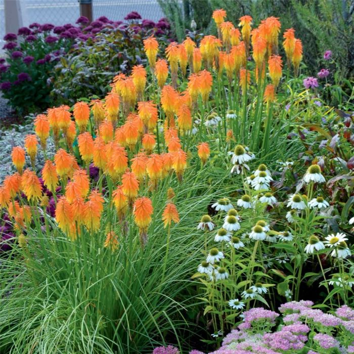 Fackellilie\u0020\u0028Kniphofia\u0020hybr.\u0029\u0020Ember\u0020Glow