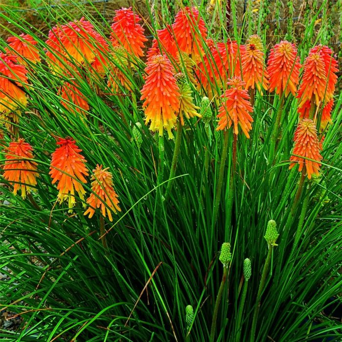 Fackellilie\u0020\u0028Kniphofia\u0020hybr.\u0029\u0020Ember\u0020Glow