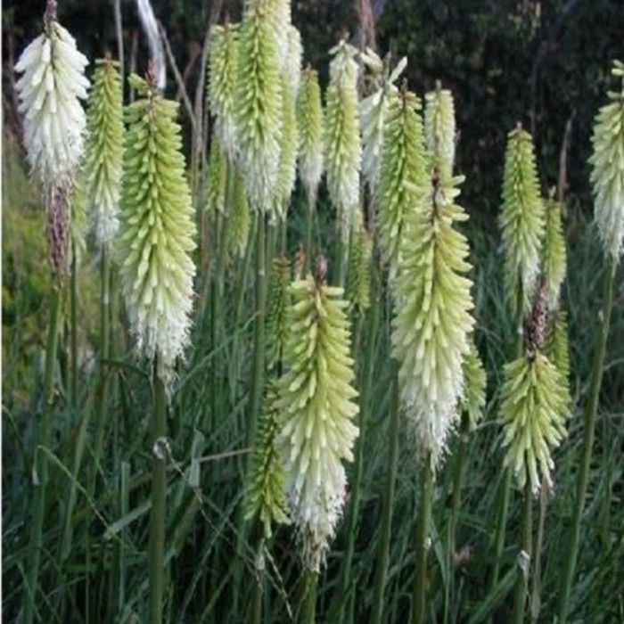 Wei\u00DFe\u0020Fackellilie\u0020\u0028Kniphofia\u0029\u0020Ice\u0020Queen