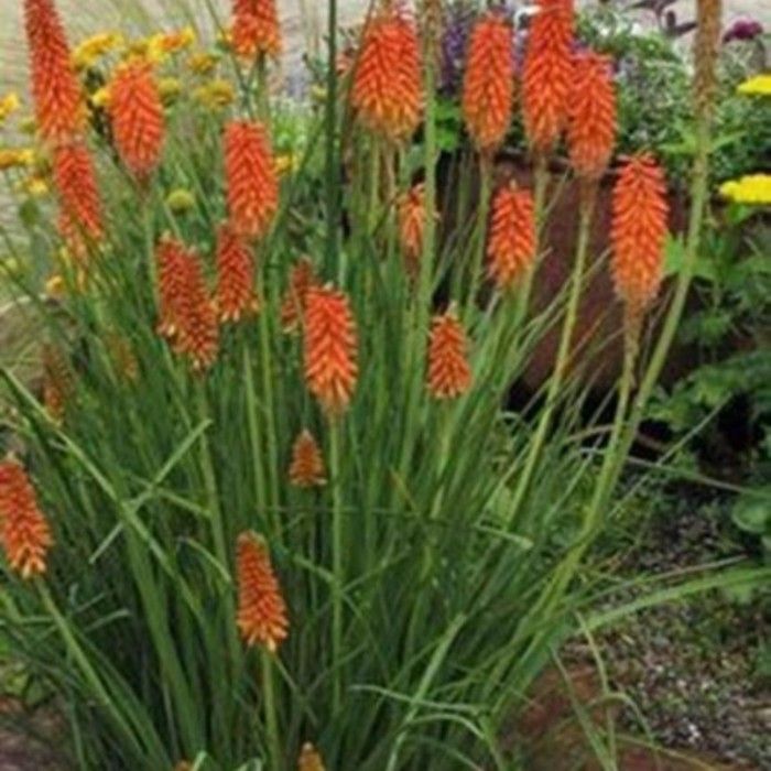 Fackellilie\u0020\u0028Kniphofia\u0020uvaria\u0029\u0020Echo\u0020Rojo\u00AE