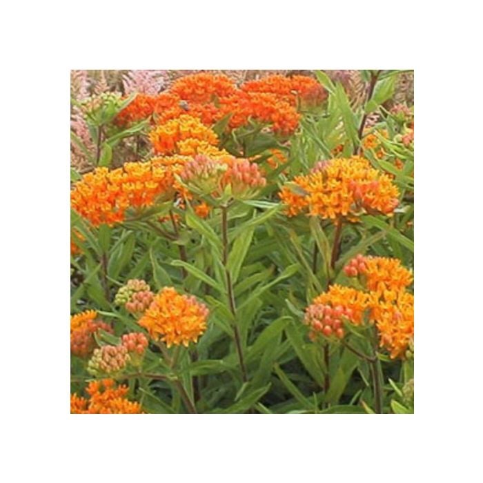 Knollige\u0020Seidenpflanze\u0020\u0028Asclepias\u0020tuberosa\u0029\u0020