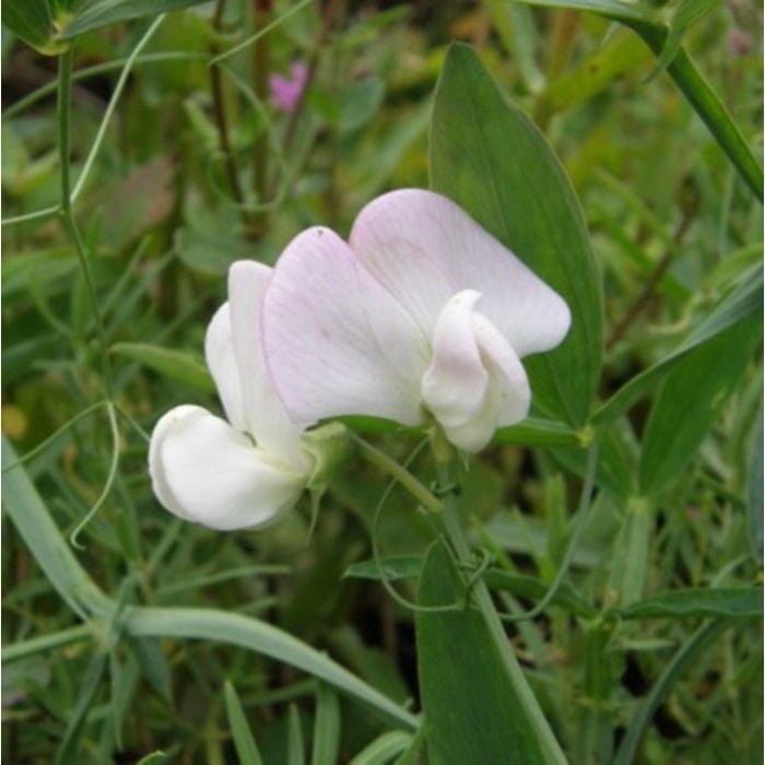 Duftwicke\u0020\u002D\u0020Platterbse\u0020\u0028Lathyrus\u0020latifolius\u0029\u0020White\u0020PEARL