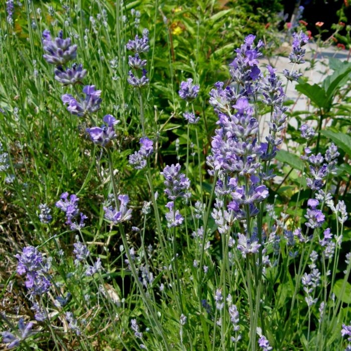 Lavendel\u0020\u0028Lavandula\u0020angustifolia\u0029\u0020Dunkle\u0020HIDECOTE