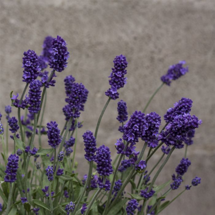 Lavendel\u0020\u0028Lavandula\u0020angustifolia\u0029\u0020Sentivia\u00AE\u0020Blue