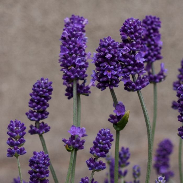 Lavendel\u0020\u0028Lavandula\u0020angustifolia\u0029\u0020Sentivia\u00AE\u0020Blue