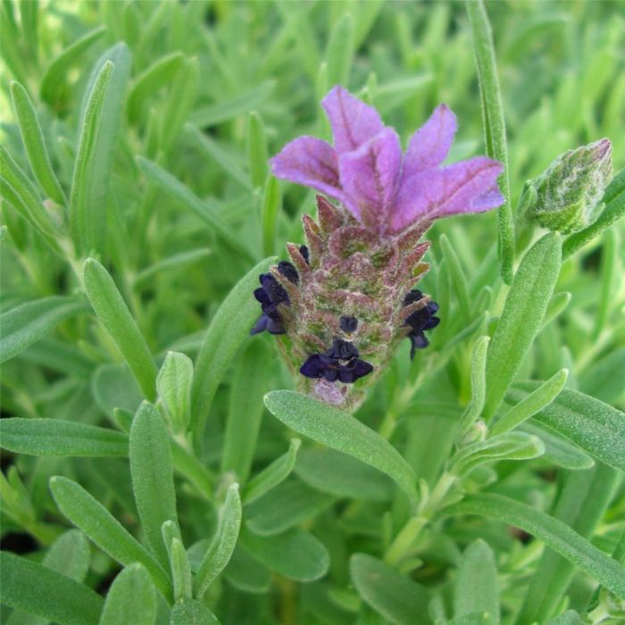 Schopf\u002DLavendel\u0020\u0028Lavandula\u0020stoechas\u0029\u0020Bandera\u0020PURPLE\u0020Violet