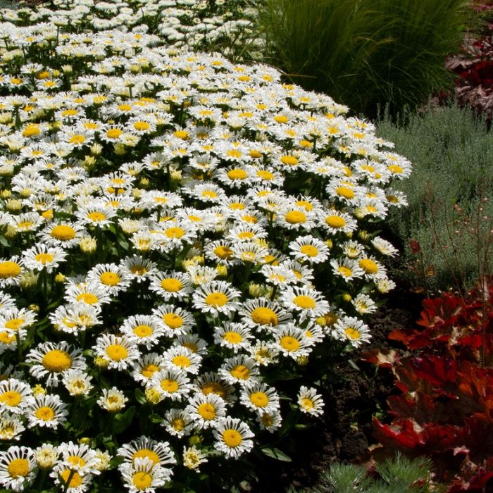 Gro\u00DFblumige\u0020Margerite\u0020\u0028Leucanthemum\u0020x\u0020superbum\u0029\u0020OOH\u0020LA\u0020Lacrosse