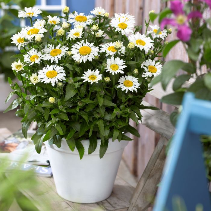 Gro\u00DFblumige\u0020Margerite\u0020\u0028Leucanthemum\u0020x\u0020superbum\u0029\u0020OOH\u0020LA\u0020Lacrosse