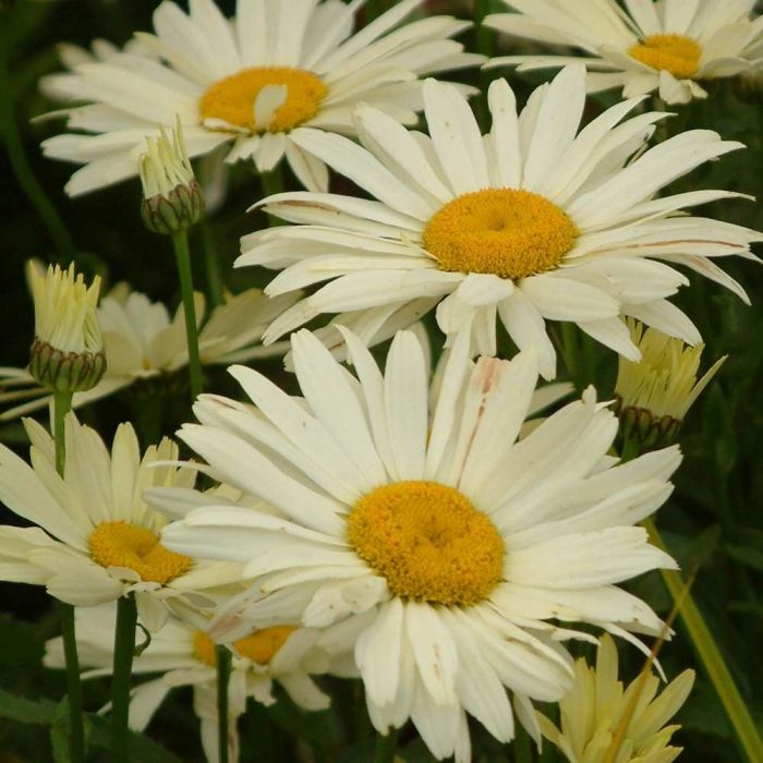 Gelbe\u0020Sommermargerite\u0020\u0028Leucanthemum\u0020x\u0020superbum\u0029\u0020BROADWAY\u00A0