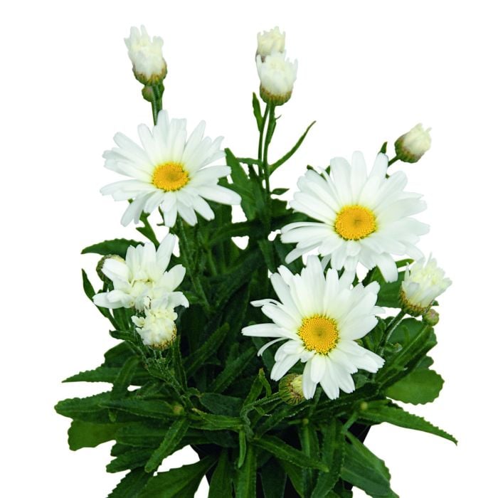 Gro\u00DFblumige\u0020Margerite\u0020\u0028Leucanthemum\u0020x\u0020superbum\u0029\u0020Daisy\u0020May