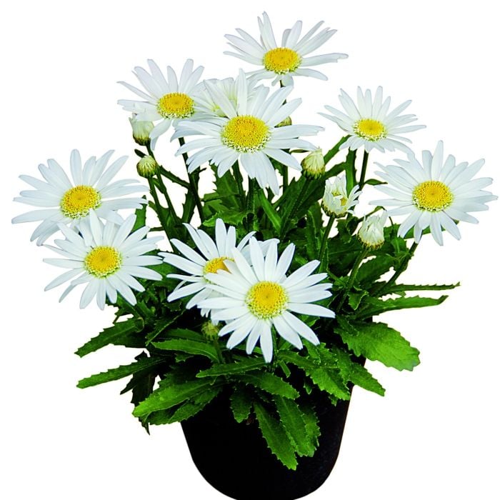 Margerite\u0020\u0028Leucanthemum\u0020x\u0020superbum\u0029\u0020Angel