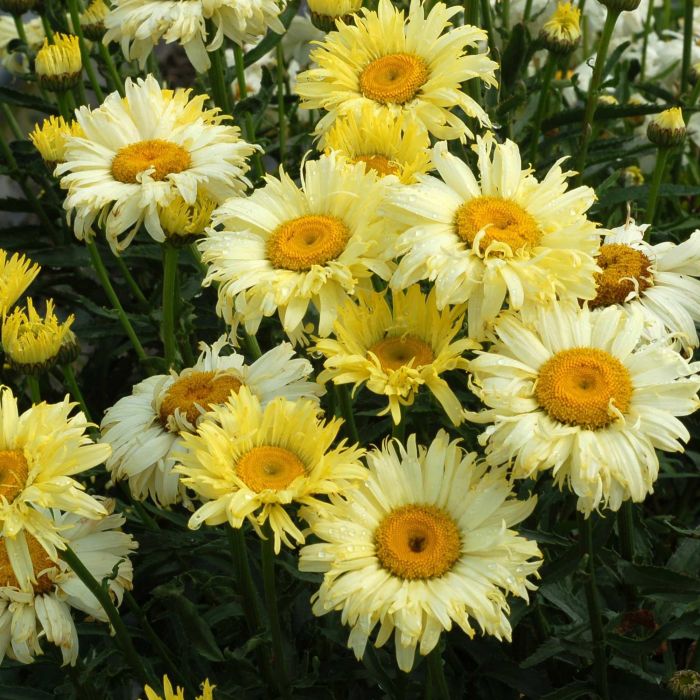 Gro\u00DFblumige\u0020Margerite\u0020\u0028Leucanthemum\u0020x\u0020superbum\u0029\u0020Goldfinch