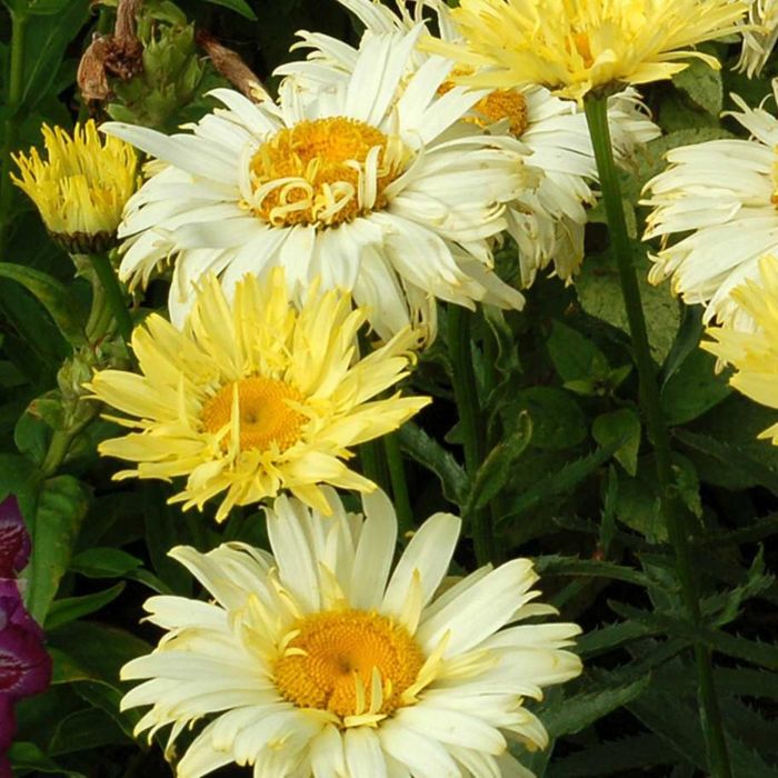 Gro\u00DFblumige\u0020Margerite\u0020\u0028Leucanthemum\u0020x\u0020superbum\u0029\u0020Goldfinch