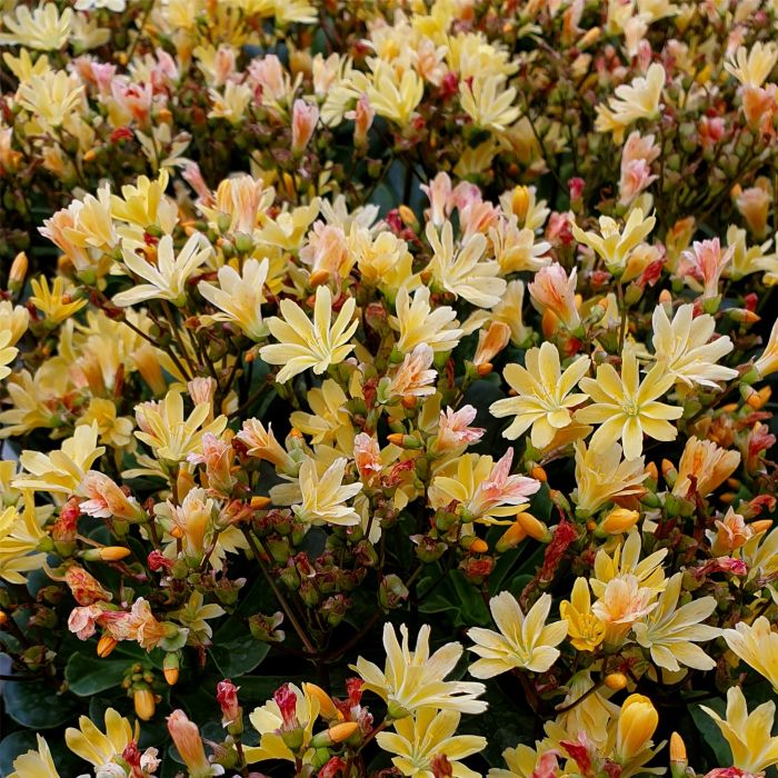 Bitterwurz\u0020\u0028Lewisia\u0029\u0020Safira\u0020Yellow