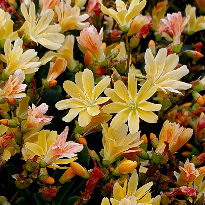 Bitterwurz\u0020\u0028Lewisia\u0029\u0020Safira\u0020Yellow