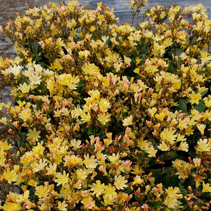 Bitterwurz\u0020\u0028Lewisia\u0029\u0020Safira\u0020Yellow