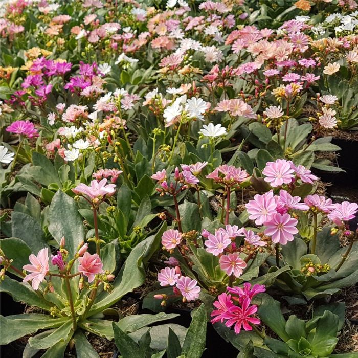 Bitterwurz\u0020\u0028Lewisia\u0020cotyledon\u00A0\u0029\u0020