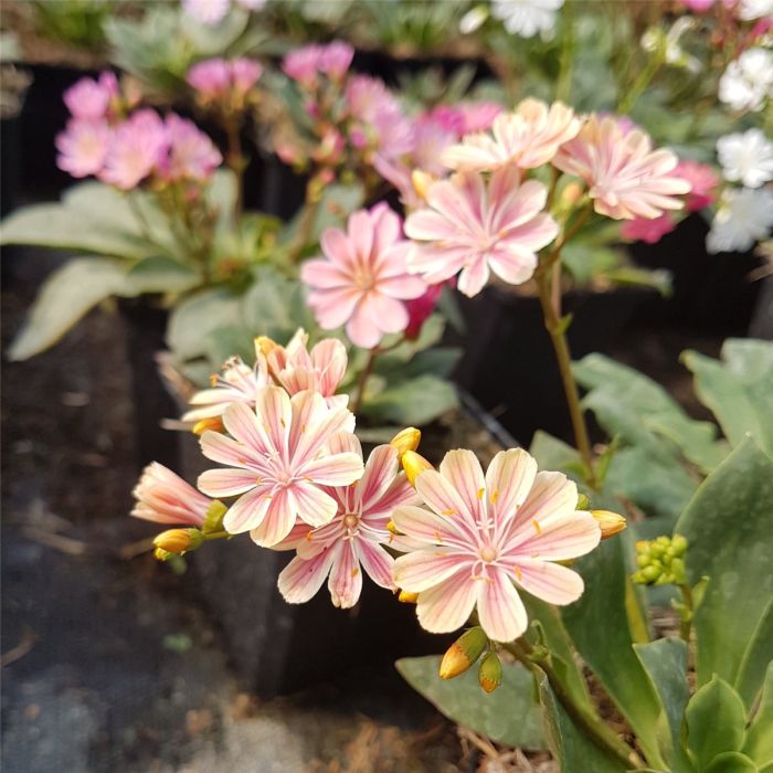 Bitterwurz\u0020\u0028Lewisia\u0020cotyledon\u00A0\u0029\u0020