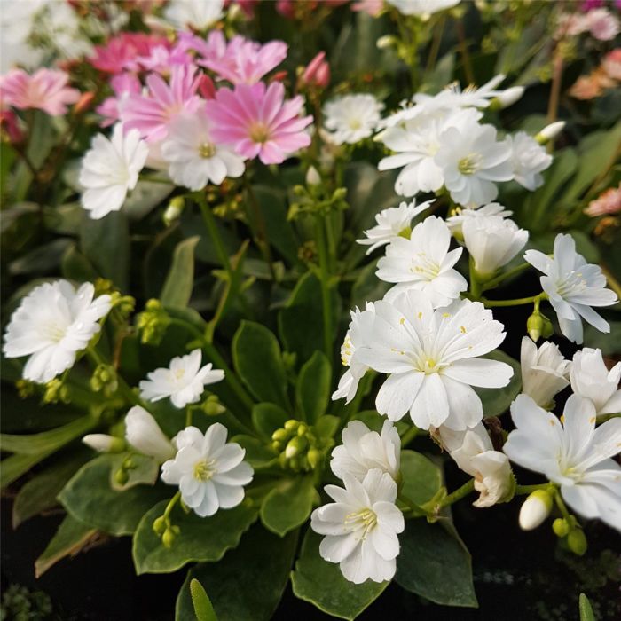 Bitterwurz\u0020\u0028Lewisia\u0020cotyledon\u00A0\u0029\u0020