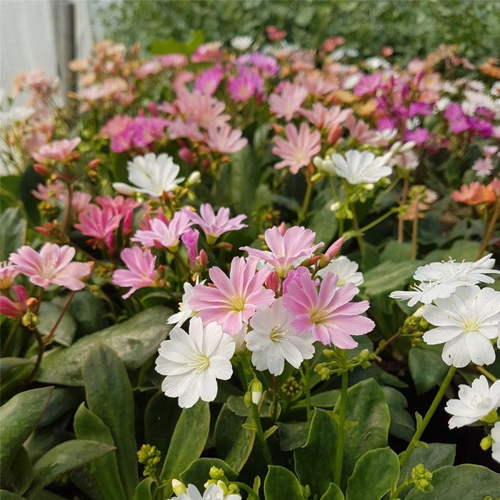 Bitterwurz\u0020\u0028Lewisia\u0020cotyledon\u00A0\u0029\u0020