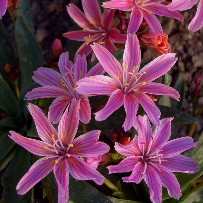 Bitterwurz\u0020\u0028Lewisia\u0020longipetala\u0029\u0020Little\u0020Plum