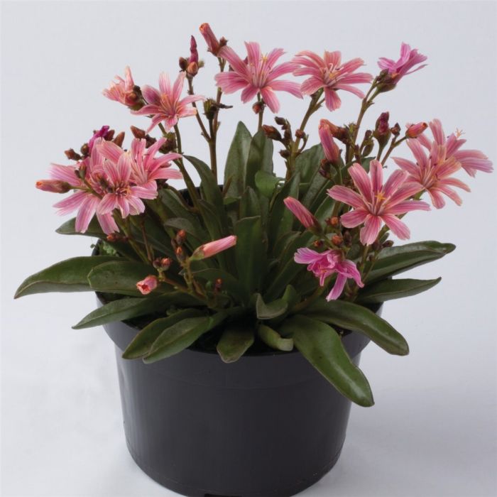 Bitterwurz\u0020\u0028Lewisia\u0020longipetala\u0029\u0020Little\u0020Plum