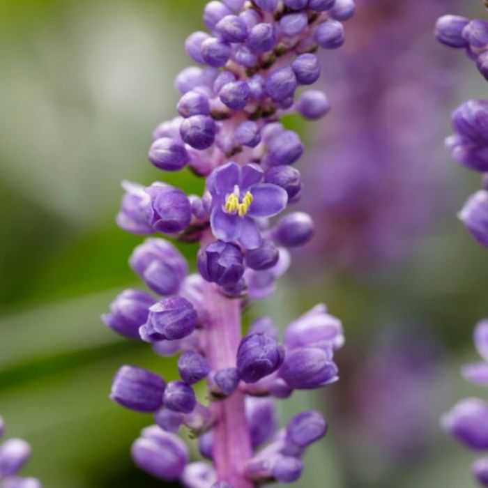 Traubenlilie\u0020\u0028Liriope\u0020muscari\u0029\u0020Royal\u0020Purple