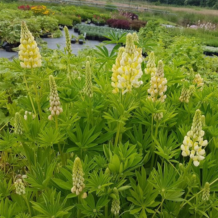 Lupine\u0020\u0028Lupinus\u0020nanus\u0020\u0029\u0020GALLERY\u0020Gelb