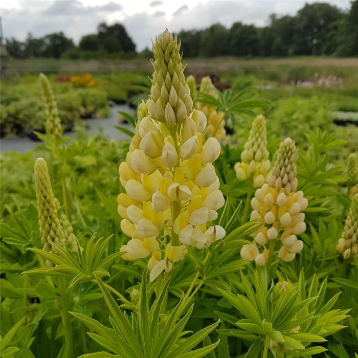 Lupine\u0020\u0028Lupinus\u0020nanus\u0020\u0029\u0020GALLERY\u0020Gelb