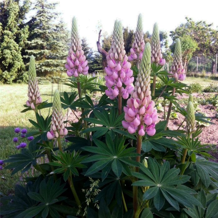 Lupine\u0020\u0028Lupinus\u0020nanus\u0029\u0020GALLERY\u0020Rosa